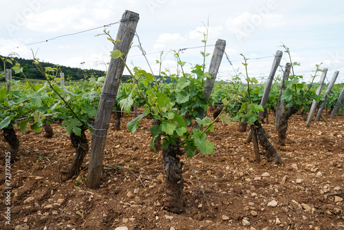 Obraz na płótnie Burgundy traditional vineyard in famous wine making region producing best wines in the world, Bourgogne, France w salonie