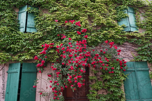 Pink rose flowers covered historic house in Alsace, France