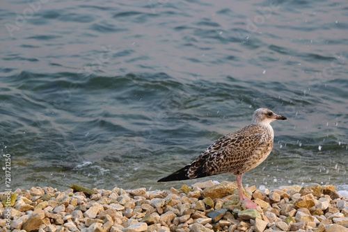 Wallpaper Mural Seagull standing on the rock by the sea. Selective focus. Torontodigital.ca