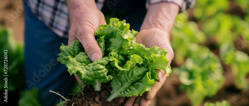 A farmer tenderly holds fresh lettuce from the field, representing organic farming and connection to the land