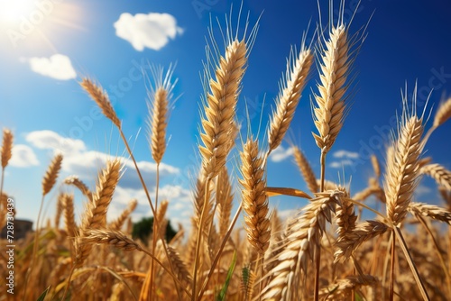 minimalistic design beautiful illustration of a field of ripe wheat against the blue sky 