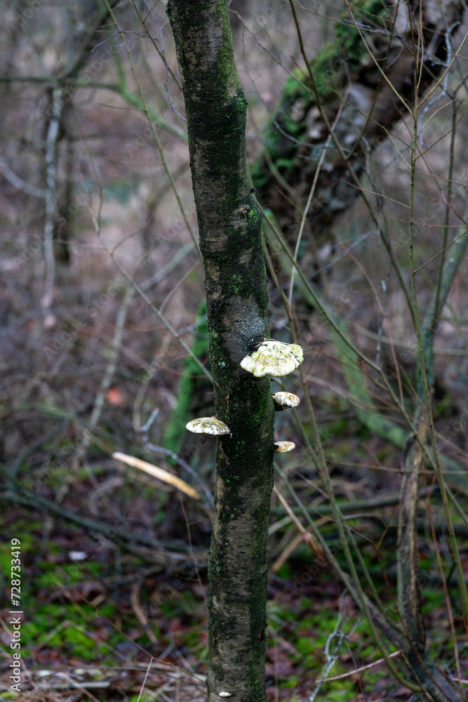 Birch tree stump with a large mushroom on Landgoed Tongeren near Epe (The Netherlands) Birch tree stump with a large mushroom on Landgoed Tongeren near Epe (The Netherlands)