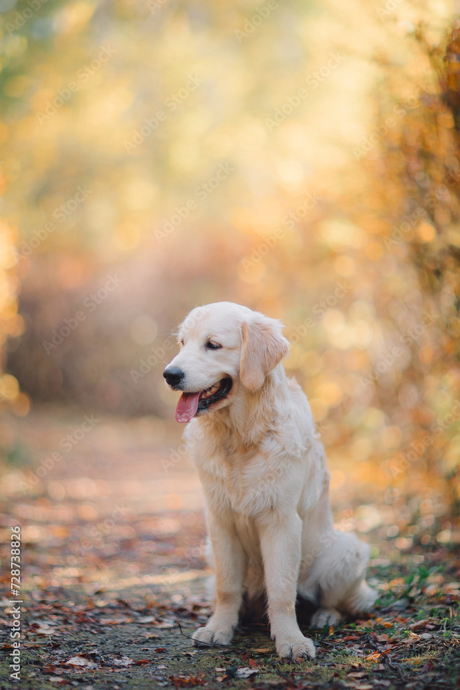 A golden retriever walks along a yellow alley in the park in autumn. Active recreation, playing with dogs. A family dog. Shelters and pet stores