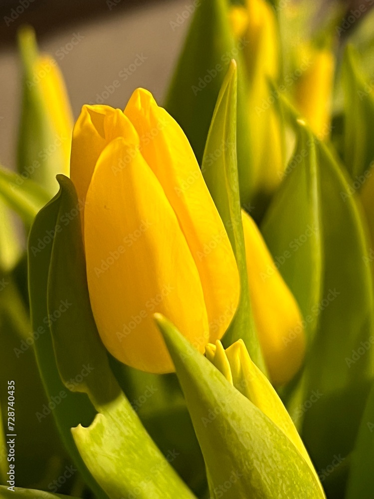 Naklejka premium yellow tulip flower