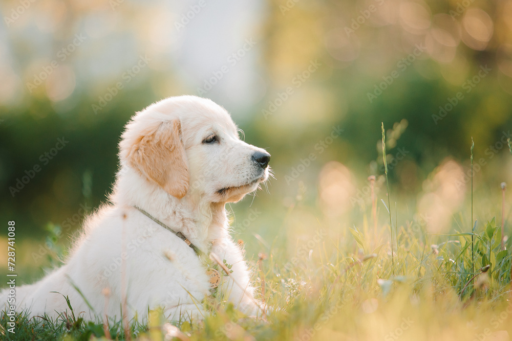 A golden retriever puppy plays with a stick in the summer on the green grass in the park. Active recreation, playing with dogs. A family dog. Shelters and pet stores