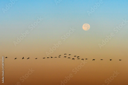 Canvas Print Geese Silhouetted Against Sky With Full Moon Composite