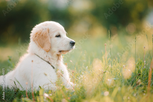 A golden retriever puppy plays with a stick in the summer on the green grass in the park. Active recreation, playing with dogs. A family dog. Shelters and pet stores