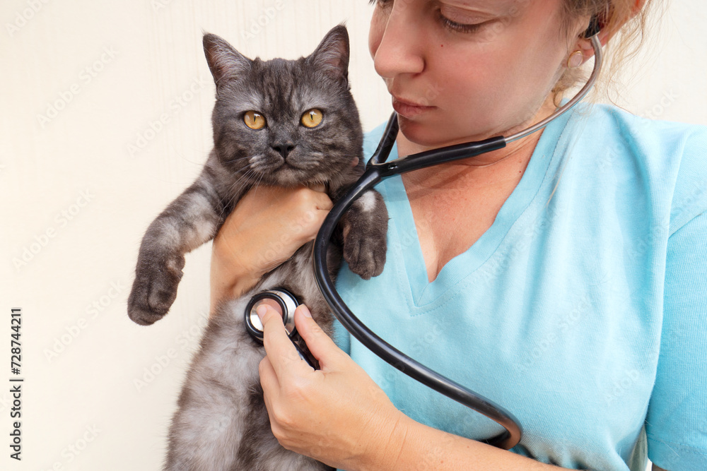 Woman veterinarian doctor holds sick cat close-up. Diagnostics of pets health in veterinary clinic concept Woman veterinarian doctor holds sick cat close-up. Diagnostics of pets health in veterinary clinic concept