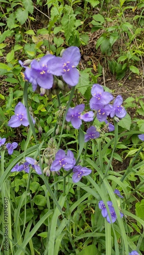 purple flowers in forest