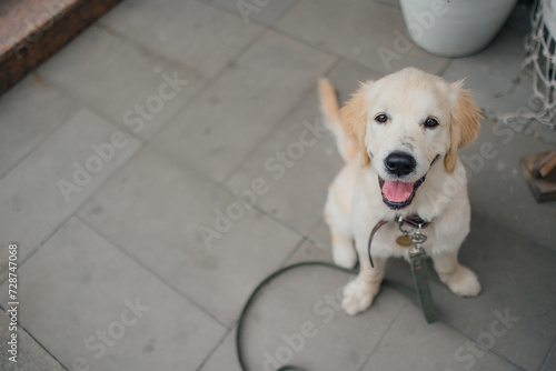 A cute golden retriever puppy walks around the city on a leash. Active recreation, playing with dogs. A family dog. Shelters and pet stores