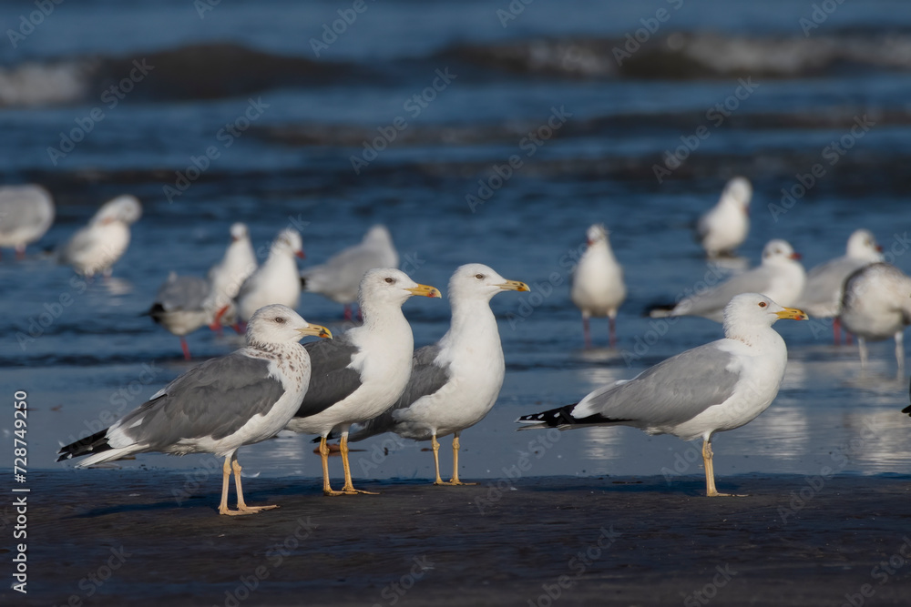 Lesser black-backed gull (Larus fuscus), a large gull, observed at Akshi Beach in Alibag, Maharashtra, India Lesser black-backed gull (Larus fuscus), a large gull, observed at Akshi Beach in Alibag, Maharashtra, India