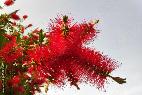 Red Melaleuca viminalis photo