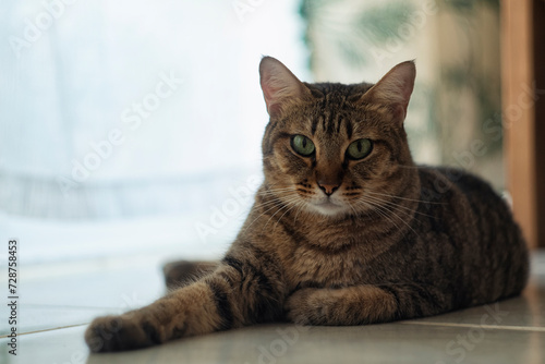 Nice tabby cat lying on the floor watching at the camera