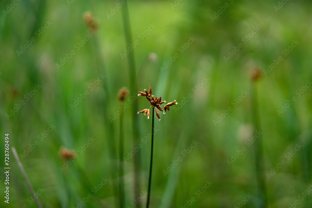 field grass in its indescribable natural beauty.... field grass in its indescribable natural beauty....