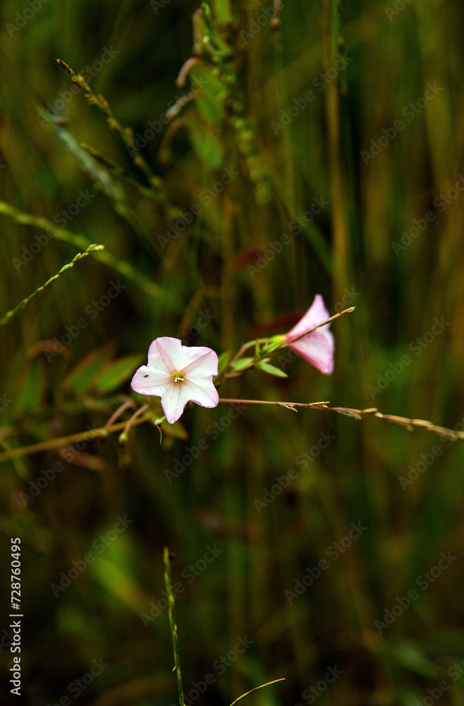 Beautiful wildflowers in an amazing green meadow... Beautiful wildflowers in an amazing green meadow...