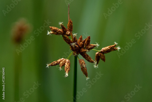 field grass in its indescribable natural beauty....