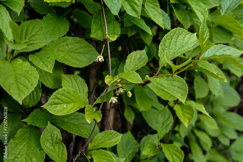 Wallpaper Mural Blooming medicinal lemongrass. Schisandra chinensis. Torontodigital.ca