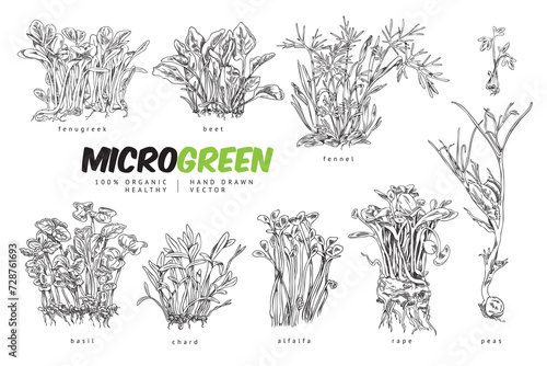 Set of microgreens, vector illustrations isolated on white, sketch style