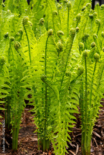 Close-up of young green fern plants growing in the garden
