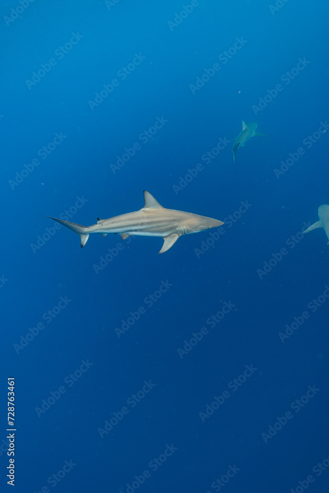 Naklejka premium Oceanic Black Tip Swims in Blue Water in front of other sharks