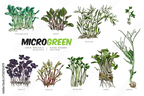 Color microgreens botanical vector set with titles, hand drawn natural fenugreek, beet, fennel, basil others salad herbs photo