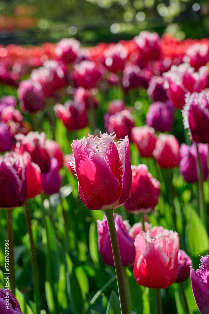 tulipa San Stefano red, pink with white fringed edge with backlight