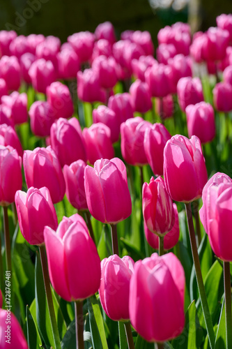 a bed of pink tulips Tom Pouce with backlight and beautiful green leaves