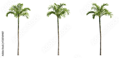 3d rendered palm trees on transparent background photo