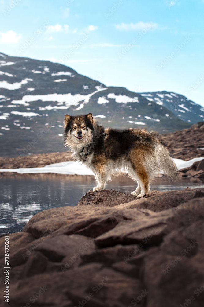 Portrait of a Finnish Lapphund dog standing near a lake in mountains
