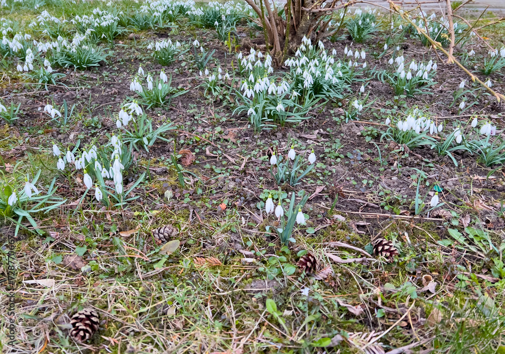 Snowdrops in the garden. Early spring flowers. The first flowers. Snowdrops in the garden. Early spring flowers. The first flowers.