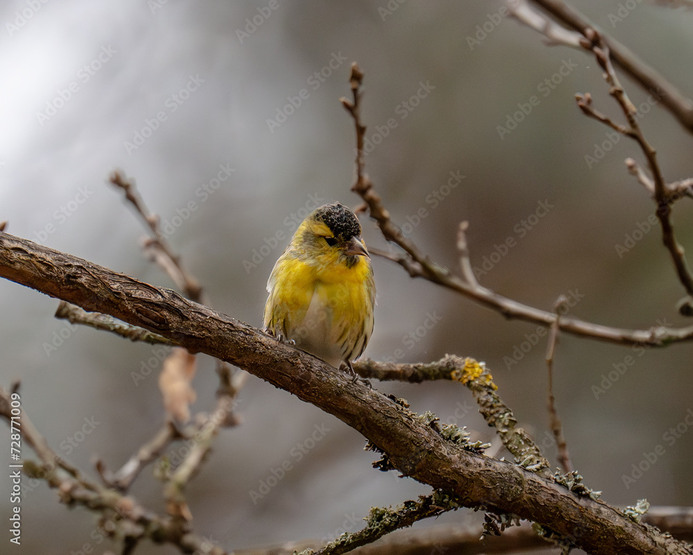Fototapeta premium yellow Spinus spinus perched on a branch of a tree