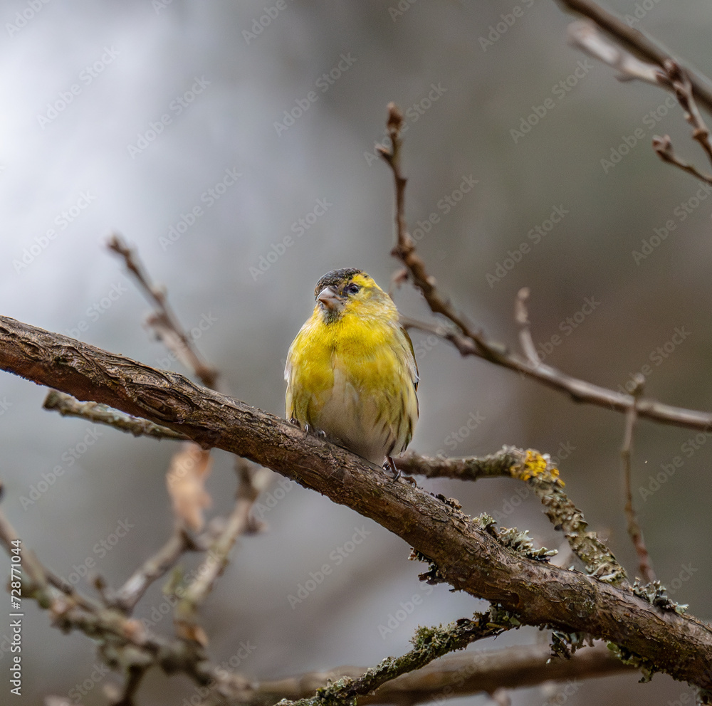 yellow Spinus spinus perched on a branch of a tree yellow Spinus spinus perched on a branch of a tree