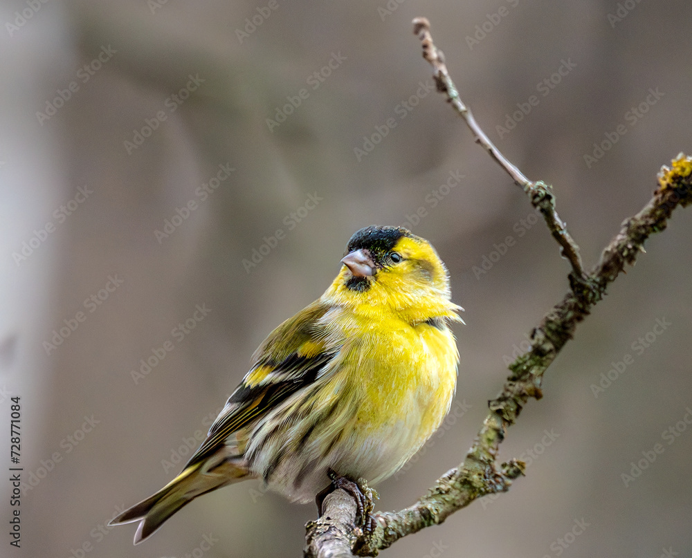 Obraz premium yellow Spinus spinus perched on a branch of a tree