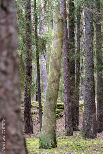 Fototapeta Naklejka Na Ścianę i Meble -  a tree trunk in the middle of a forest