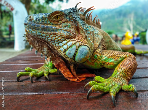 Green iguana (Iguana iguana) on a wooden table © Andrey