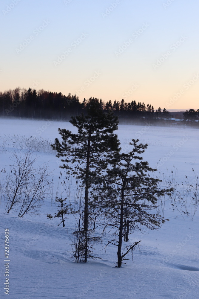The lake in fog on a winter day with blue sky. Forest and grass in cold frozen water. The lake in fog on a winter day with blue sky. Forest and grass in cold frozen water.
