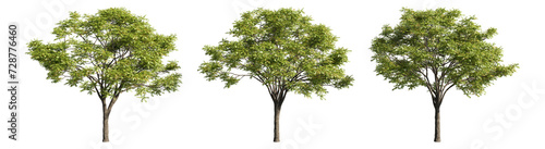 Set of deciduous trees on a transparent background  big tree with green foliage cutouts for digital composition  illustration  architecture visualization