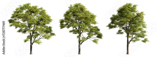 Set of deciduous trees on a transparent background, big tree with green foliage cutouts for digital composition, illustration, architecture visualization