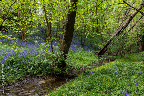 Fototapeta Naklejka Na Ścianę i Meble -  A bluebell wood in Sussex, with a stream running through