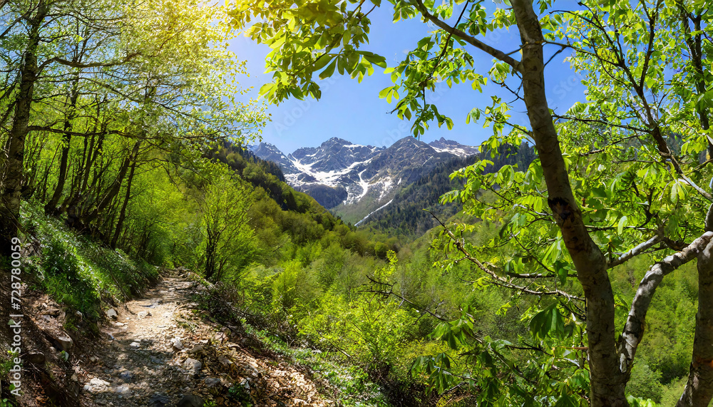 Forest in the mountains