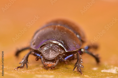 Macro photography of a Dung beetle
