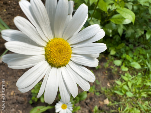 Beautiful chamomile close-up on a meadow