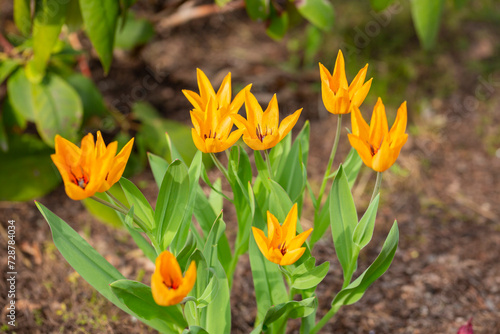 Quadro su tela Yearly blooms Tulipa praestans Hoog sort Shogun