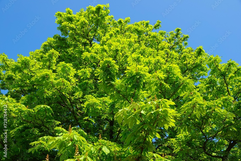 Des feuilles de marronnier vertes au soleil avec ciel bleu Des feuilles de marronnier vertes au soleil avec ciel bleu