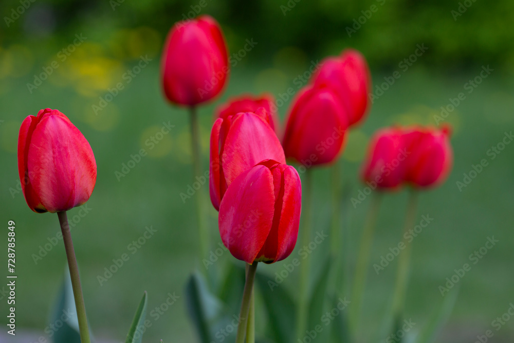 Red tulips background. Flower bud in spring in the sunlight. Flowerbed with flowers. Tulip close-up. Red flower Red tulips background. Flower bud in spring in the sunlight. Flowerbed with flowers. Tulip close-up. Red flower