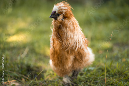 Young fluffy chicken, silky hen walking on green grass of poultry livestock farm