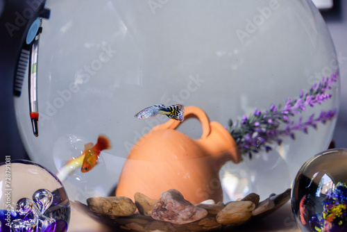 Pecera redonda con peces de colores de agua caliente