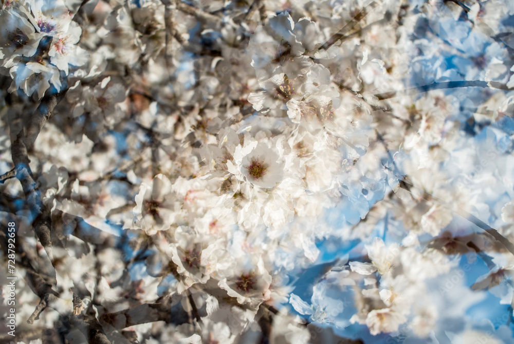 Almond trees in bloom at the end of winter Almond trees in bloom at the end of winter