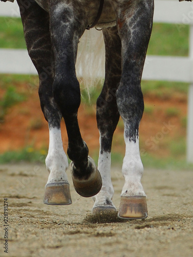 The legs of a horse trotting, hoof, rider, ride at a trot