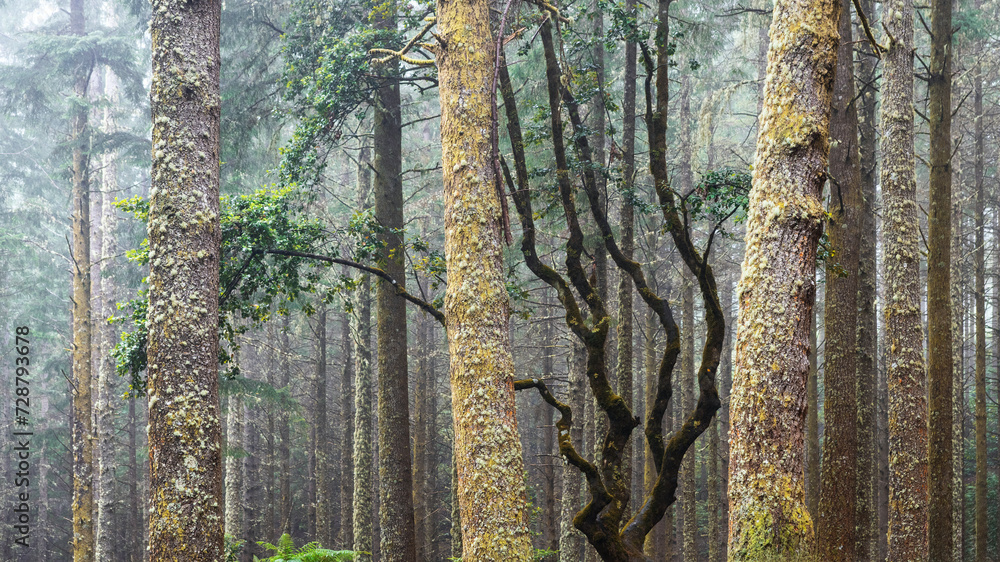 Obraz premium A mystical evergreen forest in the highlands of Madeira. The trunks of the trees are covered with moss.